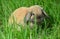 One funny adult rabbit is sitting in the grass