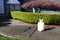 One gallon sprayer in front of house shrubs for fertilizing, insecticide and herbicide