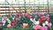 One gardener sprays cyclamens in pots while working in a greenhouse.