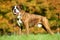 One german tiger boxer dog