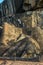 One of the giant Lions Paws on the Lion Platform on Sigiriya Rock in Sigiriya in Sri Lanka.