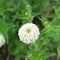 One giant white Zinnia elegans flower at flower garden in Texas, America