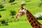 One giraffe