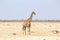 One giraffe alone desert, Etosha, Namibia