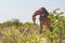 One giraffe eating white bloom of bush in savanna