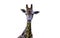 One Giraffe front profile against white background shot in Krakow, Poland - Europe