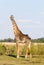 One Giraffe photographed in the bush in Zambia.