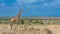 One giraffe standing in the savannah