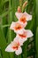 One gladiolus orange and apricot colored, in the field