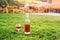 One glass and bottle of red or rose wine in autumn vineyard in green grass. Harvest time, picnic, fest theme.