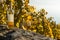 One glass of white wine and opened bottle on the vineyard background in autumn. Lavaux, Switzerland