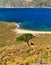 One goat alone, under small tree shadow and sandy beach