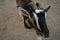 One goat looks into camera begging for food. Black and white mammal. Portrait of an animal. Close up shot. Top view