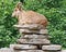 One goat resting on a stack of flat rocks