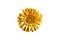 One golden gerbera flower white background isolated closeup, gold metal petals gerber flower, shiny yellow metallic leaves daisy