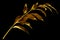 One golden leaves branch on black background isolated closeup, decorative gold color plant sprig, yellow shiny metallic twig