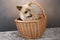 One golden Yorkshire terrier sitting in a basket