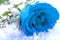 The one that got away and forbidden love concept, with a blue rose the symbol of forbidden lovers in frozen snow covered in