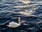 One gracious swan in blue water Sun reflection on water surface