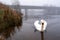 One gracious swan swimming in a water in focus. Bridge out of focus in a fog in the background. Galway city, Ireland. Irish nature