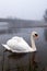 One gracious swan swimming in a water in focus. Bridge out of focus in a fog in the background. Galway city, Ireland. Irish nature