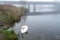 One gracious swan swimming in a water in focus. Bridge out of focus in a fog in the background. Galway city, Ireland. Irish nature