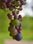 One grapevine with colorful grapes in the sun