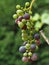 One grapevine with colorful grapes in the sun