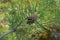 One gray cone on a thin pine branch with green needles