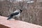 One gray european crow which was ruffled