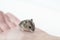 One gray hamster sits on the palm of your hand. One gray hamster sits on the palm of your hand. White background