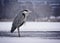 One gray heron stand on ice on lake