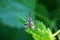 One gray moth insect sits on a green leaf