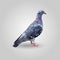 One gray pigeon blue wings low polygon isolated on white background, colorful dove bird modern geometric icon.