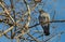 One gray pigeon with rainbow neck and bright eyes is on a brown brunch of a poplar tree without foliage in the park in winter on