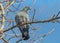 One gray pigeon with rainbow neck and bright eyes is on a brown brunch of a poplar tree without foliage in the park in winter on