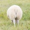 One grazing Icelandic sheep