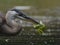 One Great Blue Heron hunting and catching a leaf instead of a fish