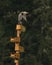One Great Blue Heron standing on top of a tower of numbered bird houses