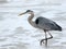One Great Blue Heron walking in the surf