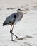 One Great Blue Heron walking in the surf