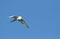 One Great egret gliding with a blue sky as background