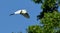One Great egret gliding with a blue sky as background