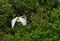 One Great egret gliding with green bushes as background