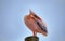 One Great Pink Namibian Pelican Bird Against a Bright Blue Sky