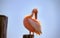 One Great Pink Namibian Pelican Bird Against a Bright Blue Sky