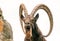 One great Siberian ibex