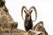 One great Siberian ibex