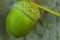 One green Acorn closeup on wooden background