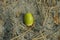 One green acorn lies on gray sand